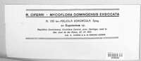 Appendiculella sororcula image